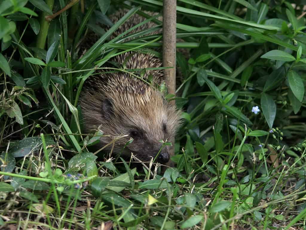 Garden Denizens Pt 3 -- Hedgehogs | Garden Sheds For Sale