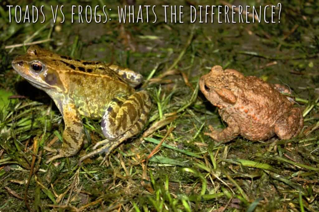Fun Facts About Frogs Shed Blog Garden Buildings Direct