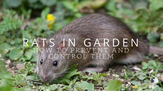 Rats in garden: How to prevent and control them – Garden Buildings ...