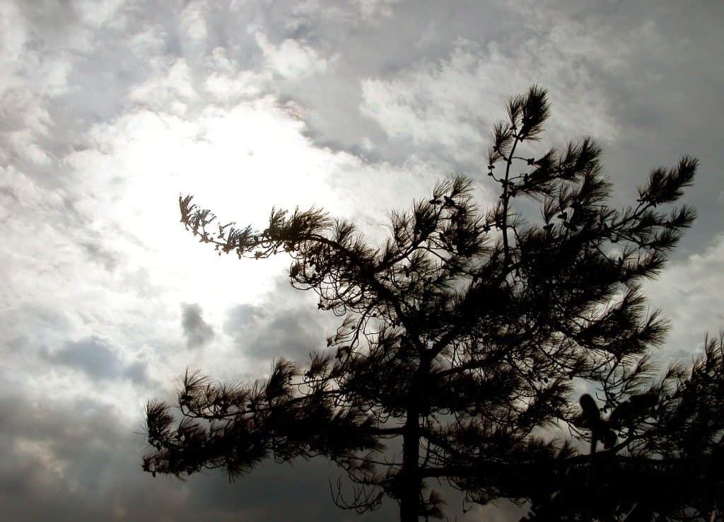 how-to-prepare-your-shed-for-strong-winds-blog-garden-buildings-direct