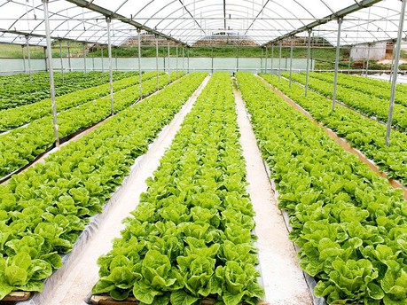 What Is Hydroponic Farming Definition