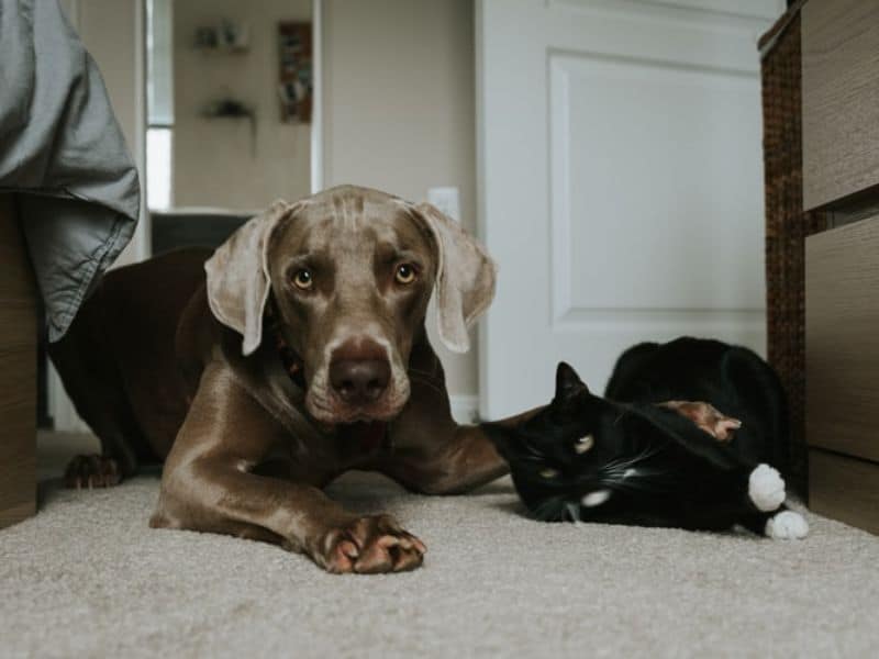 rats-in-the-garden-6-pets-as-deterrent-unsplash