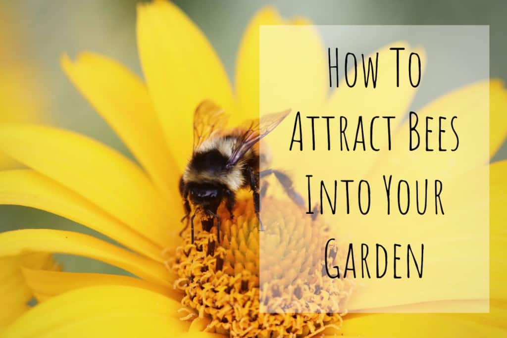 How to Attract Bees Into your Garden | Garden Buildings Direct Blog