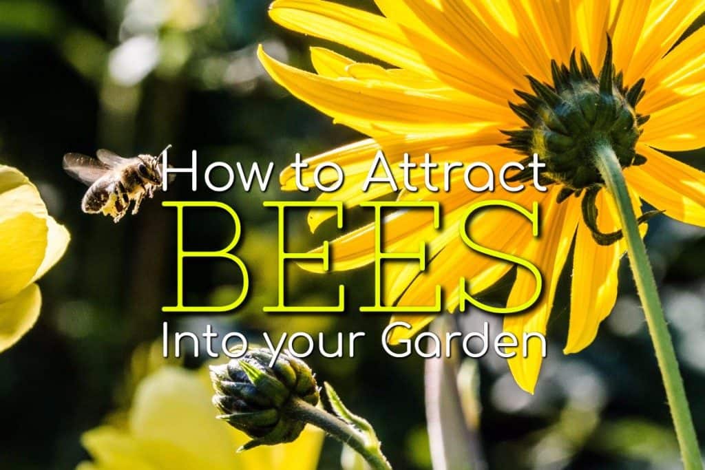 How To Attract Bees Into Your Garden | Blog - Garden Buildings Direct