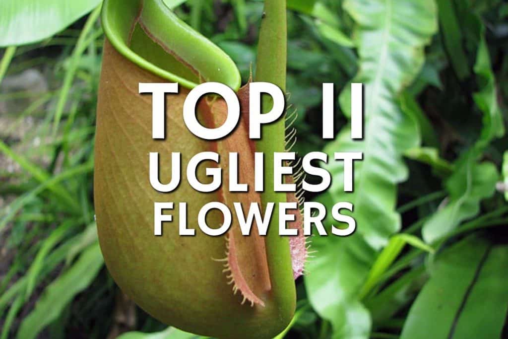 top-11-ugliest-flowers-blog-garden-buildings-direct